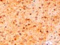 Goat Anti-AIF1 / IBA1 (isoform 3) Antibody